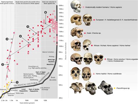 Origins - Exploring the Fossil Record