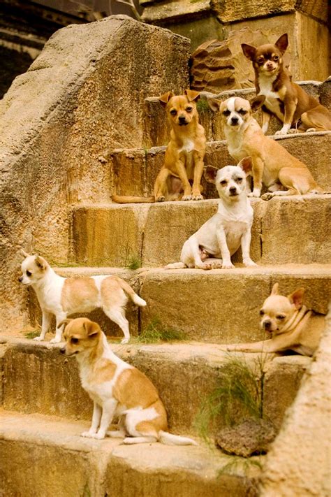 Beverly Hills Chihuahua Picture 14