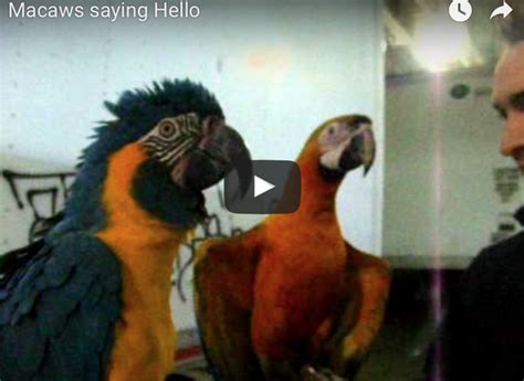 Success! My Macaw Talking on Video!