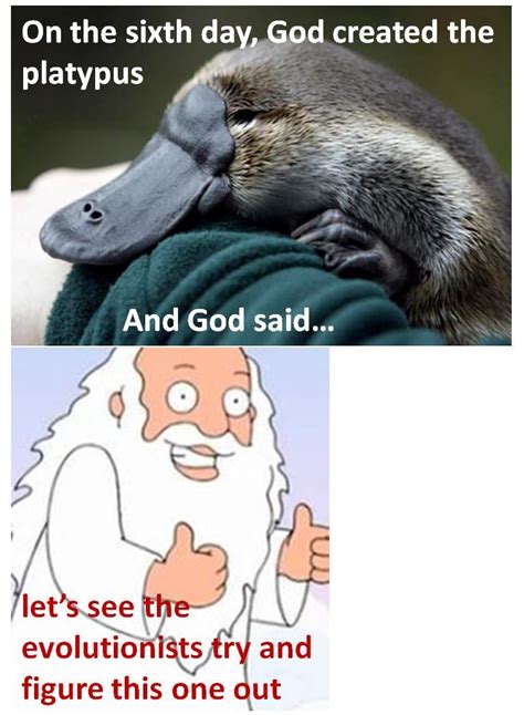 platypus mystery Funny Animal Memes, Funny Animal Pictures, Funny Images, Funny Animals, Cute ...