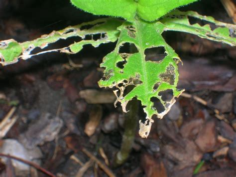 How to get rid of slugs in your garden - Farm and Dairy