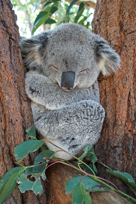 Koala Sleeping Image | 4000x6000 resolution wallpaper