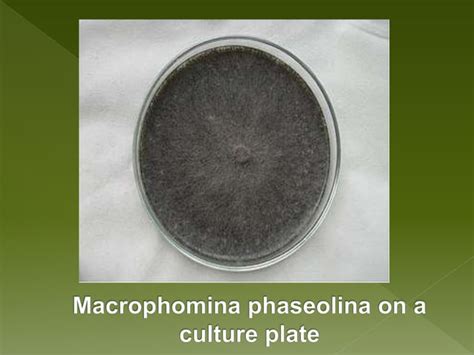 Macrophomina phaseolina ppt