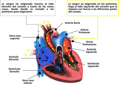 FISIOLOGÍA NORMAL DEL CORAZÓN