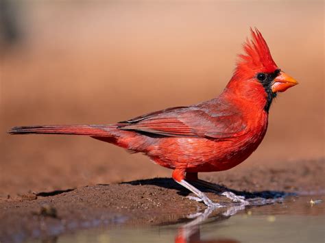 Northern Cardinal - eBird