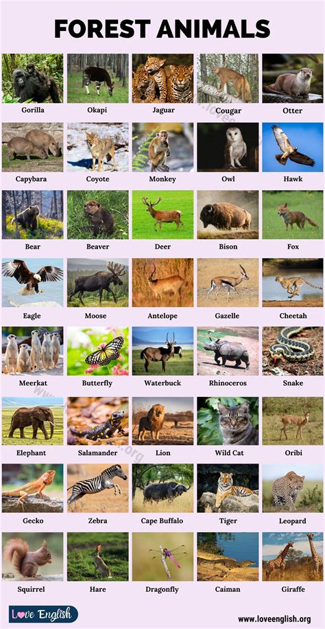 Forest Animals: 40 Common Names of Animals in the Forest - Love English