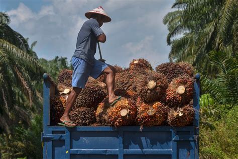 US To Detain Shipments Of Palm Oil From Malaysian Producer Over Forced Labor Allegations | The ...