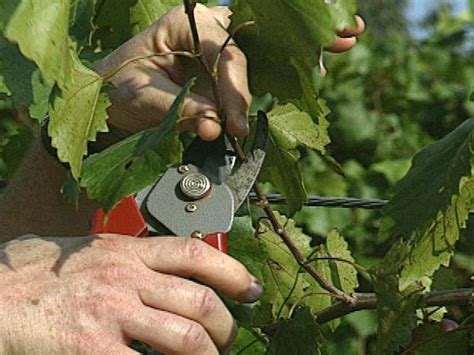 How to Grow Muscadine Grapes | how-tos | DIY