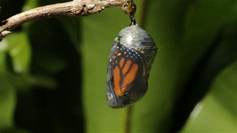 Butterfly Pupa (Chrysalis)