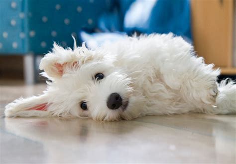 Coton De Tulear Puppies For Sale - AKC PuppyFinder