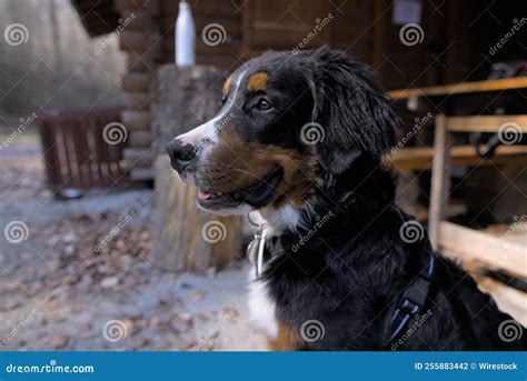 Portrait of a Black Bernese Mountain Dog Stock Photo - Image of ...