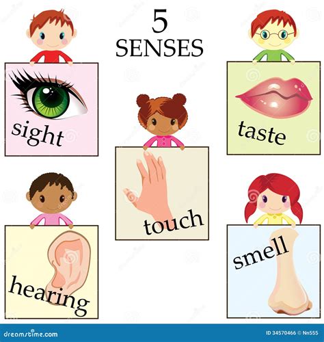 Five Senses Pictures : Five Senses - As your kindergarten kid learns the five senses, use this ...