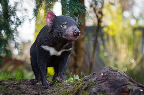 9 Enlightening Facts About Tasmanian Devils