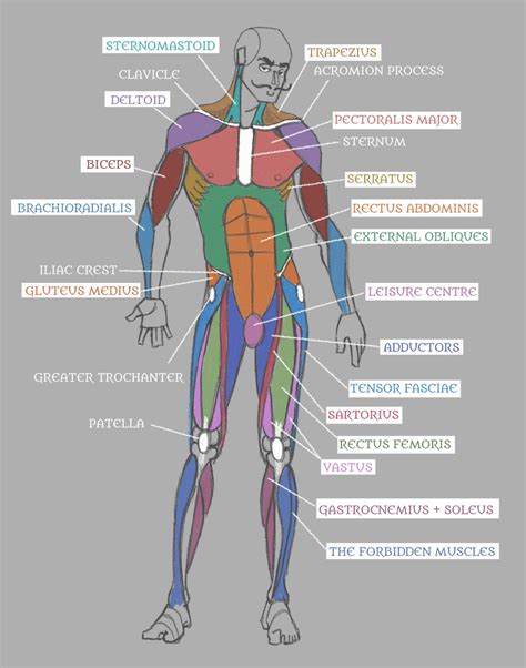 Anterior Muscles Of The Upper Body Labeled Lester Tru - vrogue.co