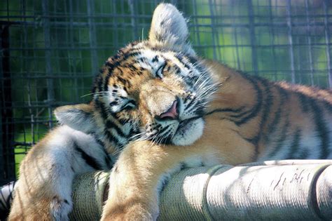 Tiger Cub Sleeping in the Sun Photograph by Deborah Kinisky