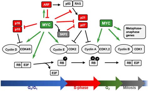 Latest Regulation: 53 Regulation Of The Cell Cycle