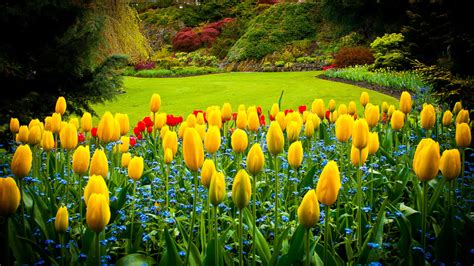 Download a field of yellow tulips | Wallpapers.com