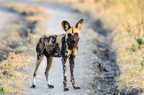 African Wild Dog Dog Breed » Everything About African Wild Dog