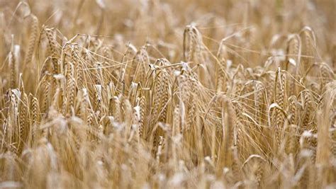 Golden Promise barley gene cracked for new malting varieties - Farmers Weekly