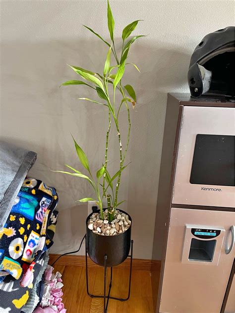 Bamboo Plants for sale in Montezuma, Iowa | Facebook Marketplace