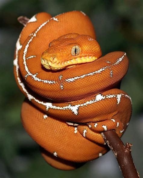 Emerald Tree Boa, Care guide, Origin, Lifespan, Breeding- Reptileszilla