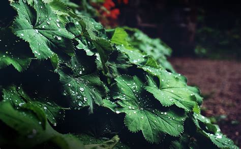 Free stock photo of dark green plants, garden, green leaf
