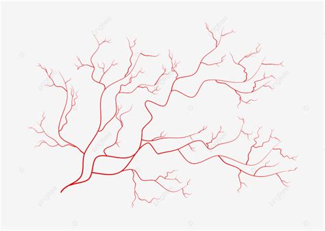 Blood Vessel Vector Art PNG, Eye Veins Blood Vessels Vessel, Wallpaper, Veins, Medicine PNG ...