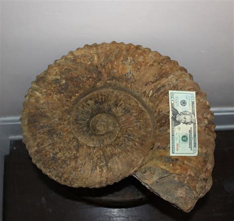 Fossil Giant Ammonite, Museum Quality for sale | Fossil museum ...