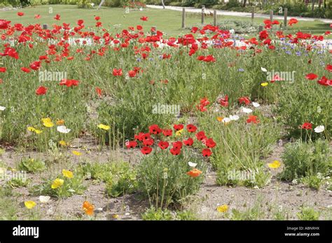 poppy, flower garden Stock Photo - Alamy