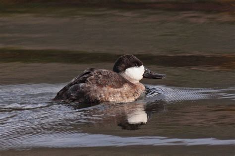 Ruddy Duck (male, basic, non-breeding plumage) | Swallows Pa… | Flickr