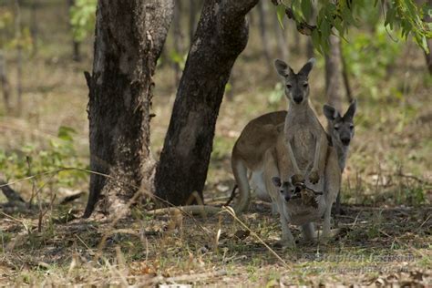 Australian Wildlife – Stephen Ingram Eastern Sierra Nature Photographer