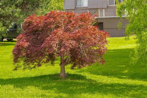 How to Grow and Care for Weeping Japanese Maples - Make House Cool