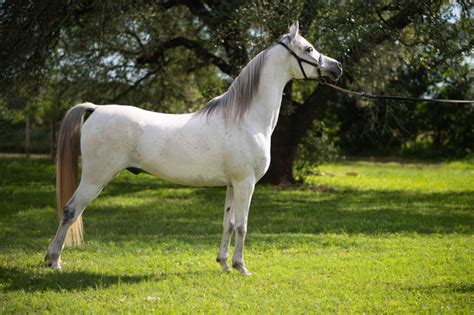 Arabian Horse Overview