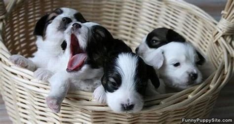 Basket Of Puppies - funnypuppysite.com