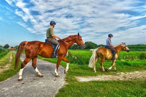 5 Tips For Finding The Perfect Horse Trainer You Can Trust