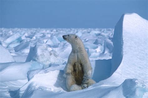 History of Vaccines: Arctic Refuge Drilling