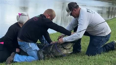 Florida alligator attack: 85-year-old woman walking dog killed | khou.com