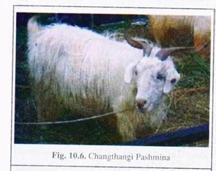 Breeds of Goat Found In India: Indigenous and Exotic