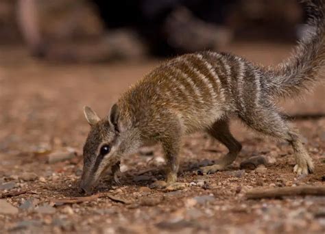 Numbat Facts | Numbat Diet, Habitat, Behavior, Reproduction