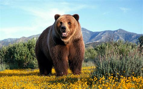 Amazing Grizzly Bear 1920 x 1200 widescreen Wallpaper