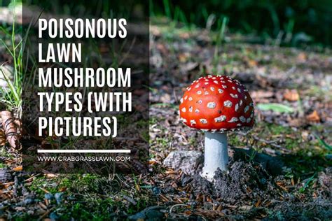 5 Poisonous Lawn Mushroom Types (With PICTURES) (2024) | CrabgrassLawn