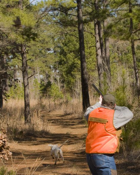 Quail Hunting | Sedgefields Lakes Plantation