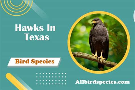 Hawks in Texas – 15 Species To Spot In Texas (With Pictures)