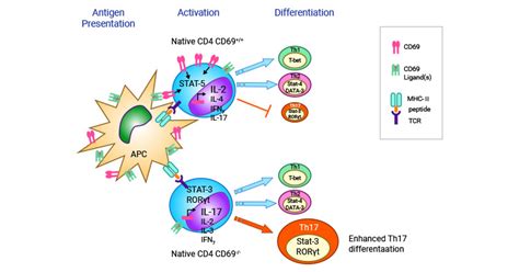 CD69: a Marker of Lymphocyte Activation, a pivotal regulator- CUSABIO