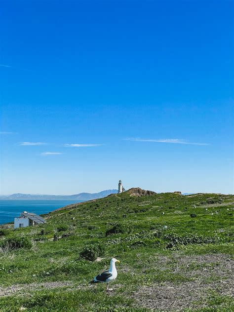 California - Exploring the Bird-Filled Anacapa Island, Channel Islands NP