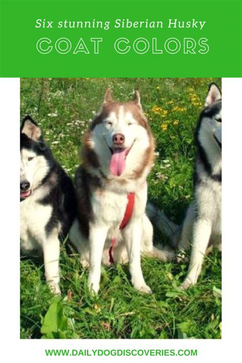 Six Stunning Siberian Husky Coat Colors - Daily Dog Discoveries