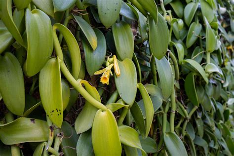 How to Grow and Care for Vanilla Bean Orchid