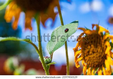 Black Ladybug Red Spots On Leaf Stock Photo 2197450129 | Shutterstock