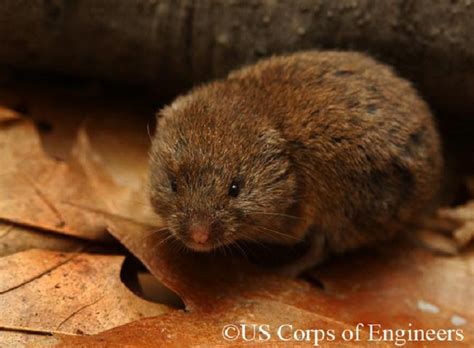 Tennessee Watchable Wildlife | Woodland Vole