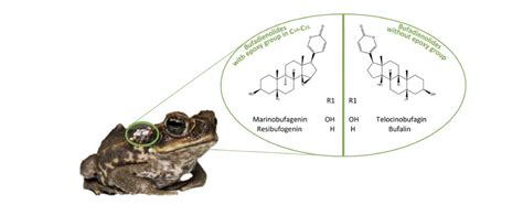 A toadally awesome defense system: How do Toads make their poison? - SICB